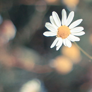 数字化转型必备的cc网页端